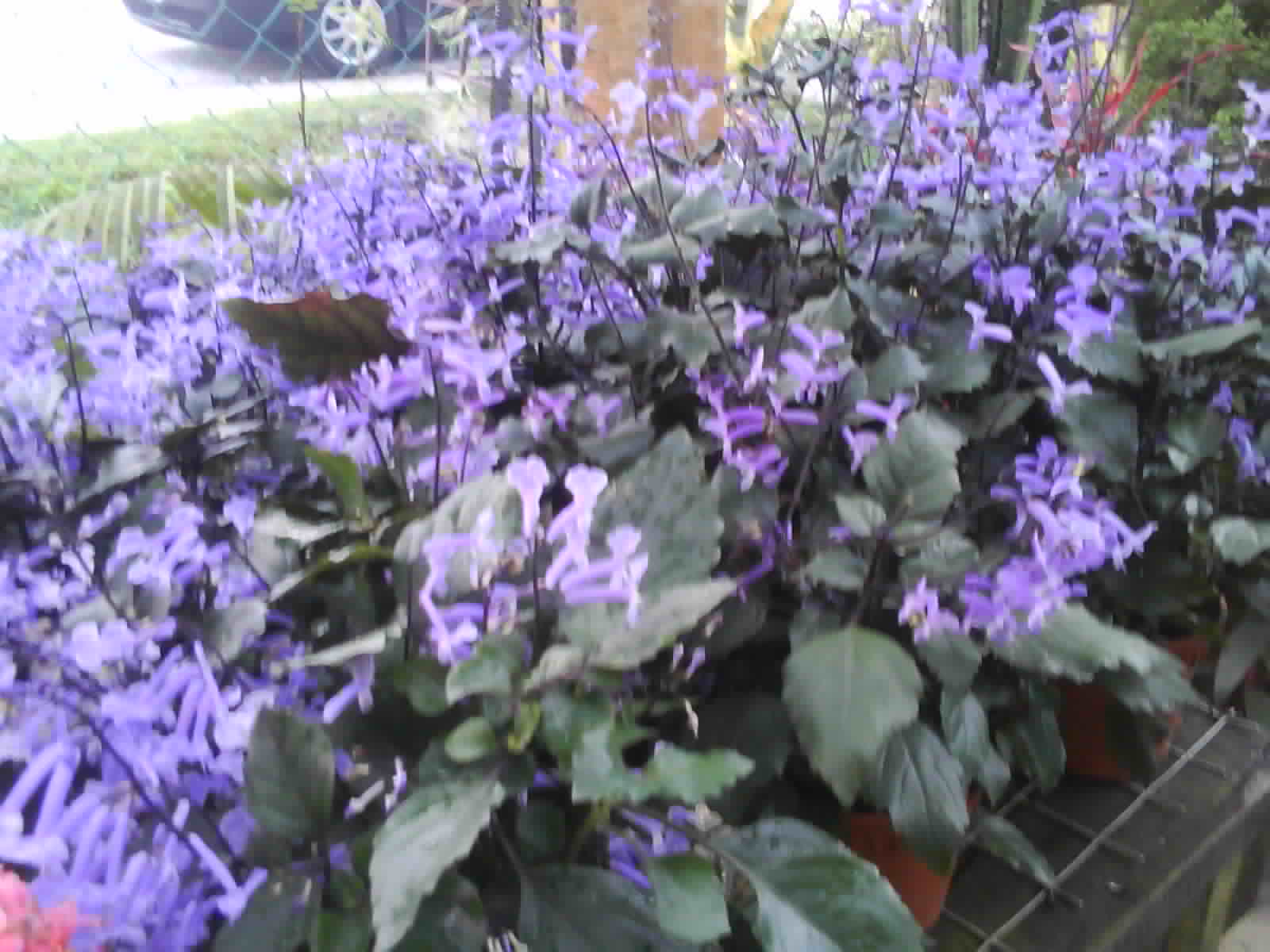 Ajuga Reptans