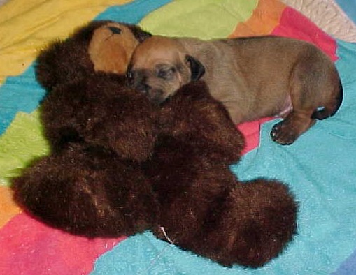 [Teddy.JPG]