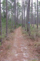The trail flanked by rows of planted pines.