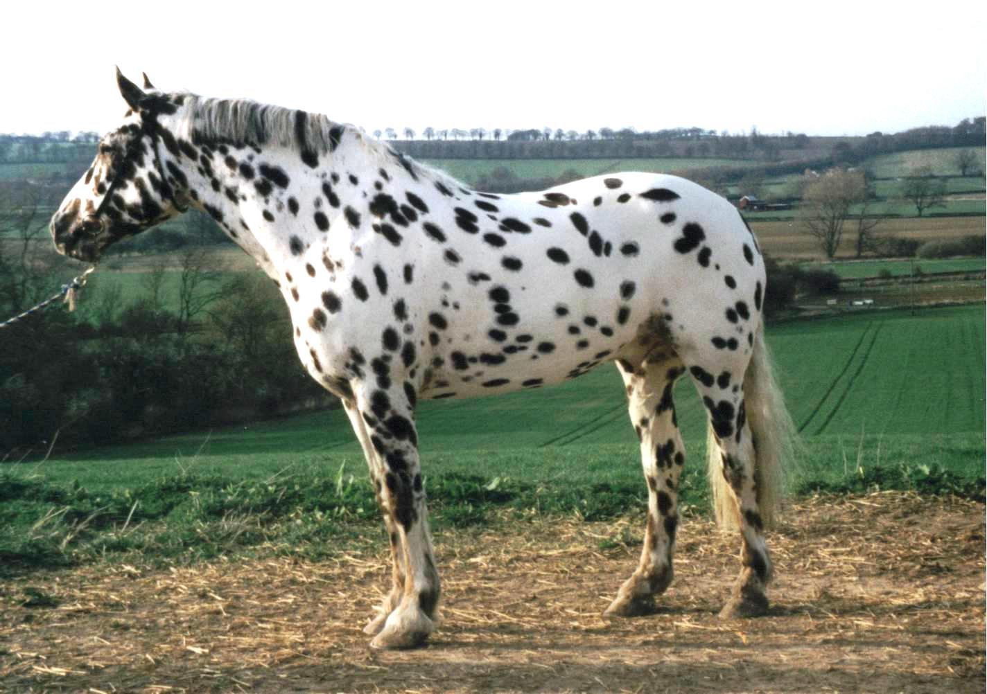 leopard spot horse