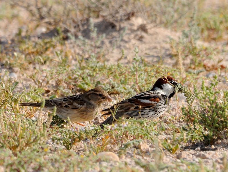 [Qatar+-+Spanish+Sparrow+pair.jpg]