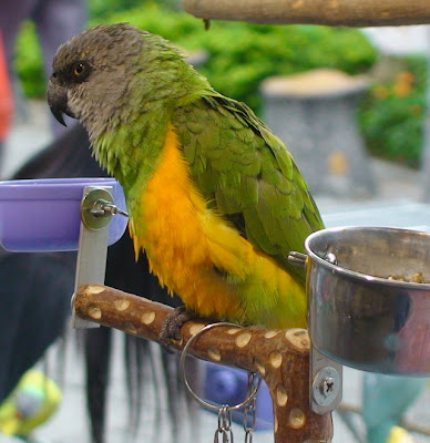 Indian Killed Parrot