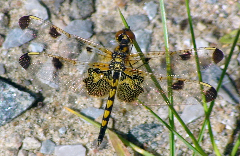 Dragonflies+of+ontario