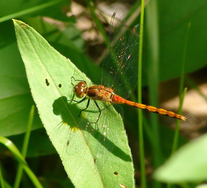 Dragonflies+of+ontario+canada