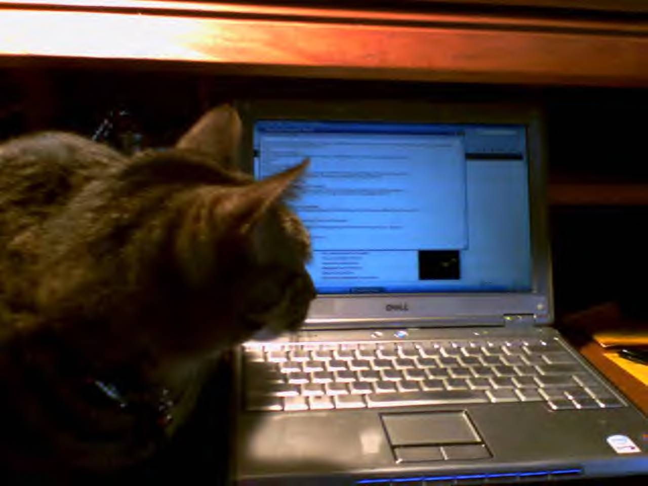[gizmo+computer.JPG]