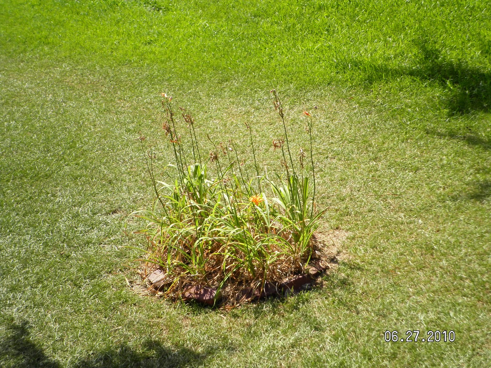 Summer Assignment 2010 Monocot plant with flower and leaf