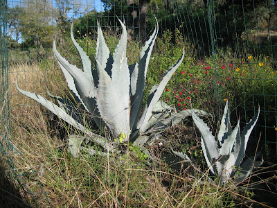 Agave havardiana photo