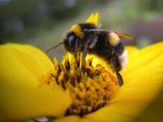 El destino de las Abejas