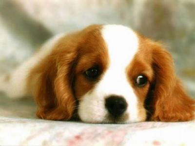 [free-cute-dog-screensaver.jpg]
