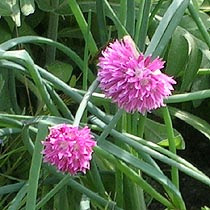 Allium