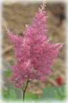 Astilbe  ( bolbosa)