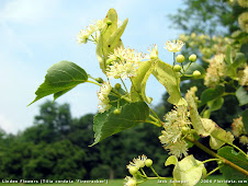 Plantas melíferas