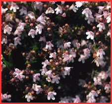 Plantas melíferas