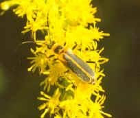 Insectos polinizadores