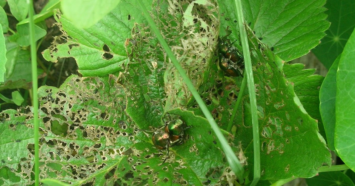 C'est La Vie Weird, FreakyLooking Bugs are Fornicating in My