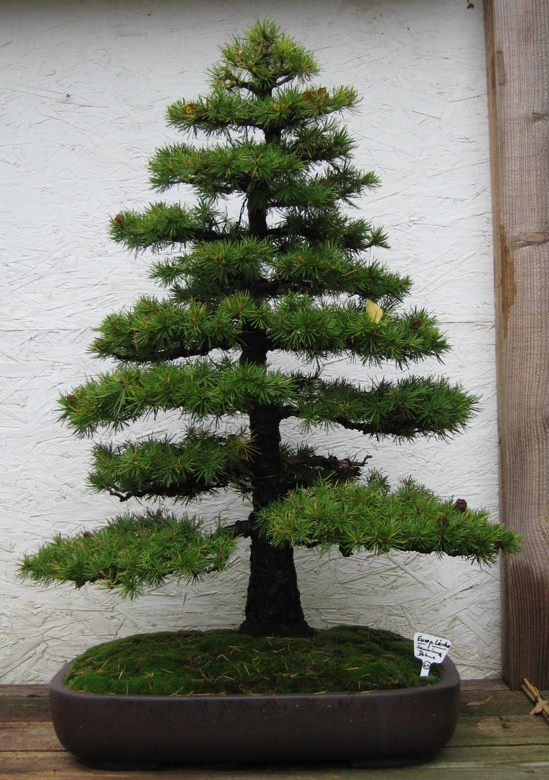 Bonsai das schönste Hobby der Welt BONSAIAUSSTELLUNG DER DUESSELDORFER