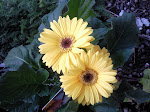 Gerbera