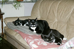 Kattgänget i soffan