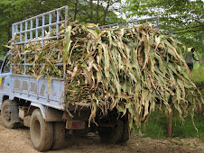 Results of Corn Cutting with Machetes