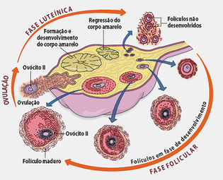 Esteroidogenesis