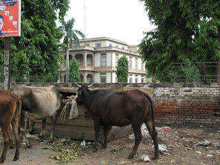 vacas sagradas comiendo basura