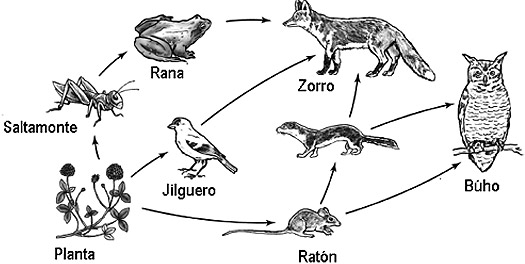 Comunidad Biologica