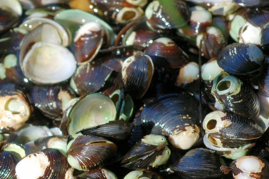 REMEMBER WHEN ?: Fresh Water Muscles and Muscle Shells