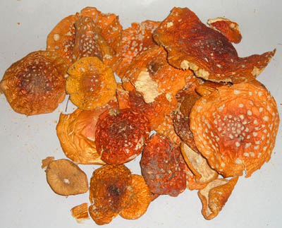 amanita muscaria dried fly mushrooms agaric cap siberian highs alternative grade