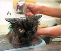 Cat-bath.jpg
