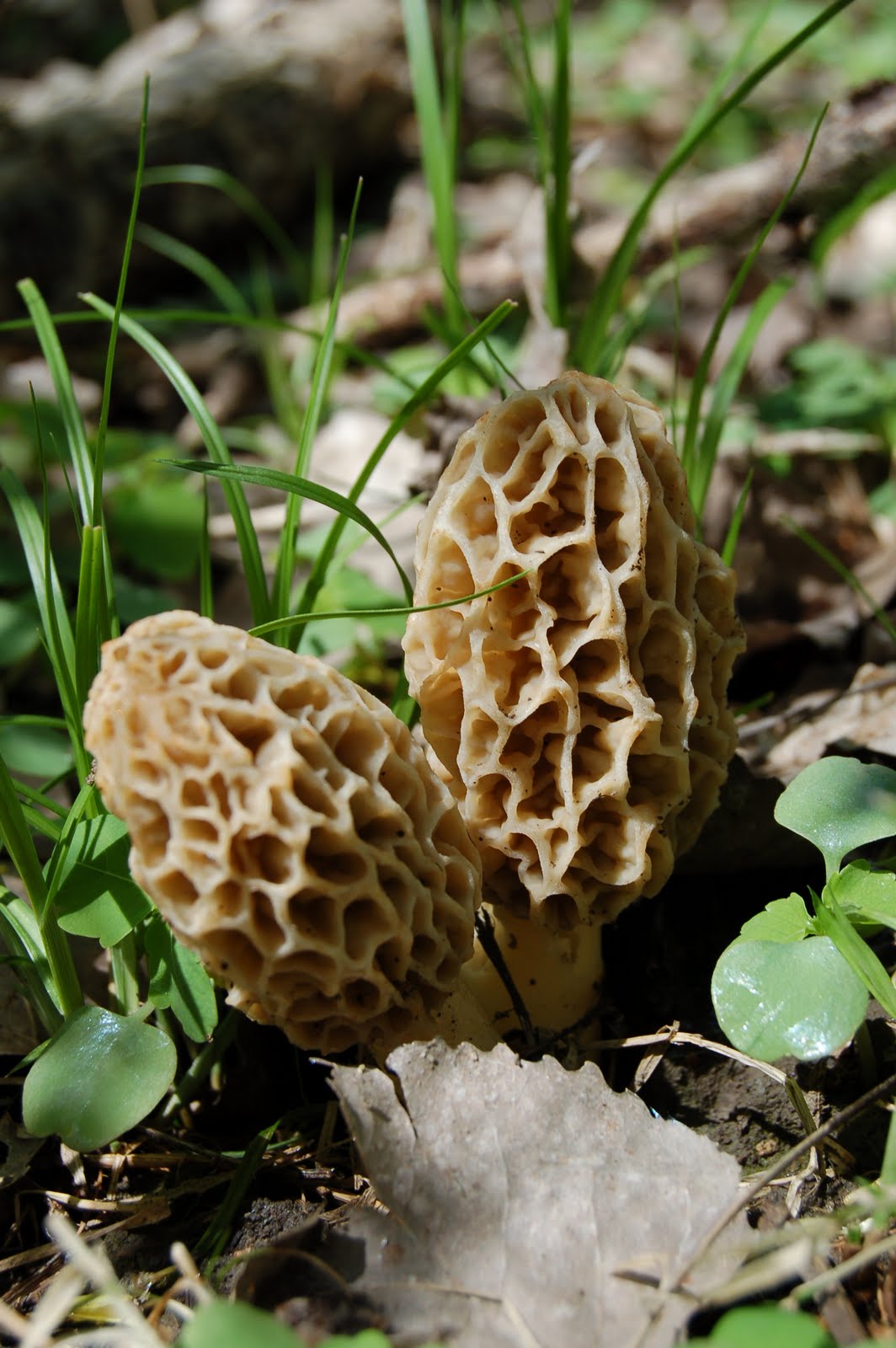 Mid Missouri Morels and Mushrooms Success A Perfect Day in the Woods