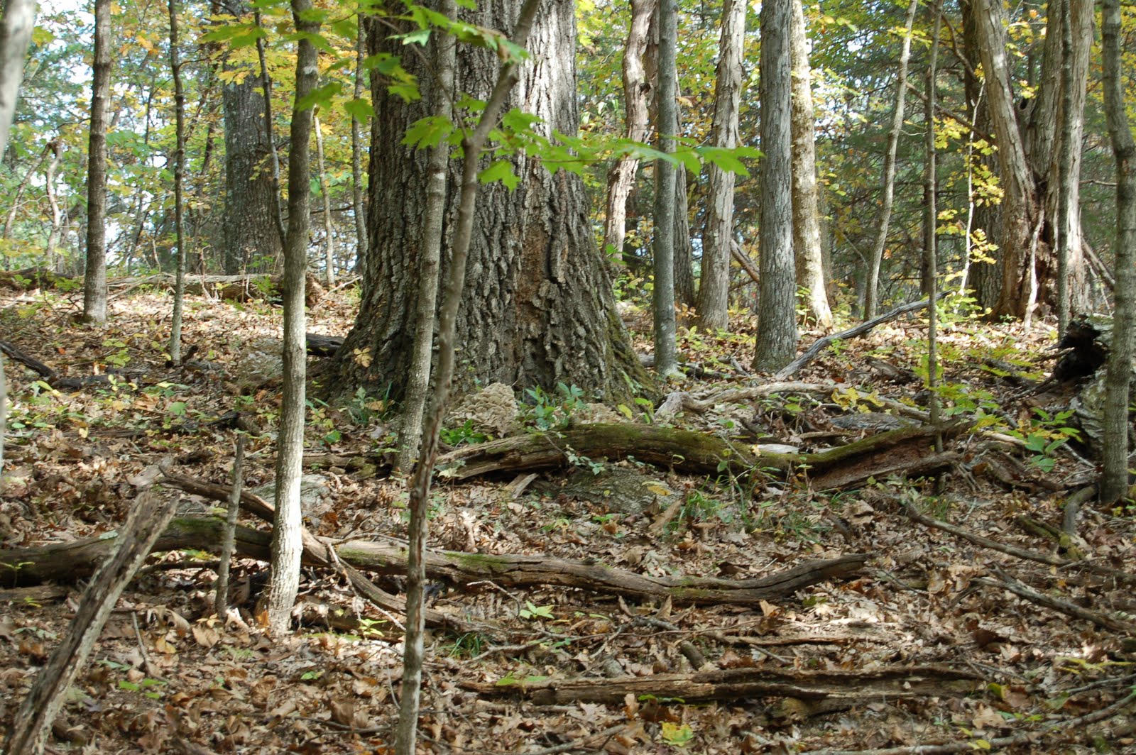 Mid Missouri Morels and Mushrooms All It takes Is One