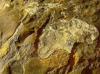 fosil de ginkgo biloba