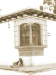 Sueño Bajo la Sombra
