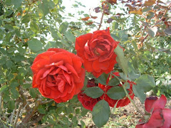 My Don Juan Roses