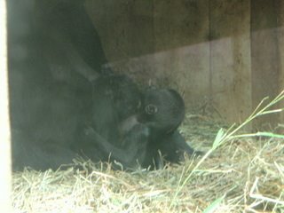 [babygorillanationalzoo.JPG]
