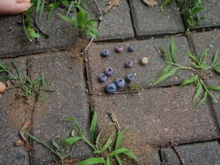 [homegrown+blueberries.JPG]