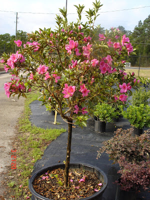 Azalea Tree Plant