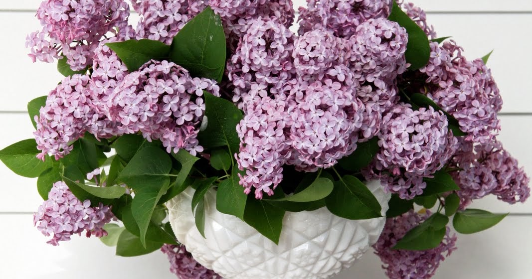 In the Fields Blooming Lilacs