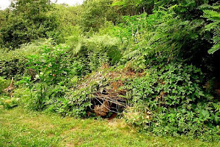 Twiggy compost heap rotting down after five years Hugelkultur