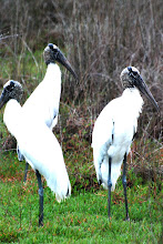 wood storks