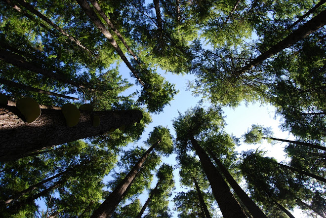 La Push Forest