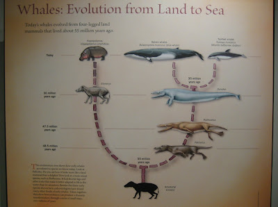 Hippograms: November 2008