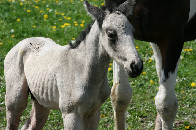 colt foal