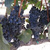 June Wine- Merlot