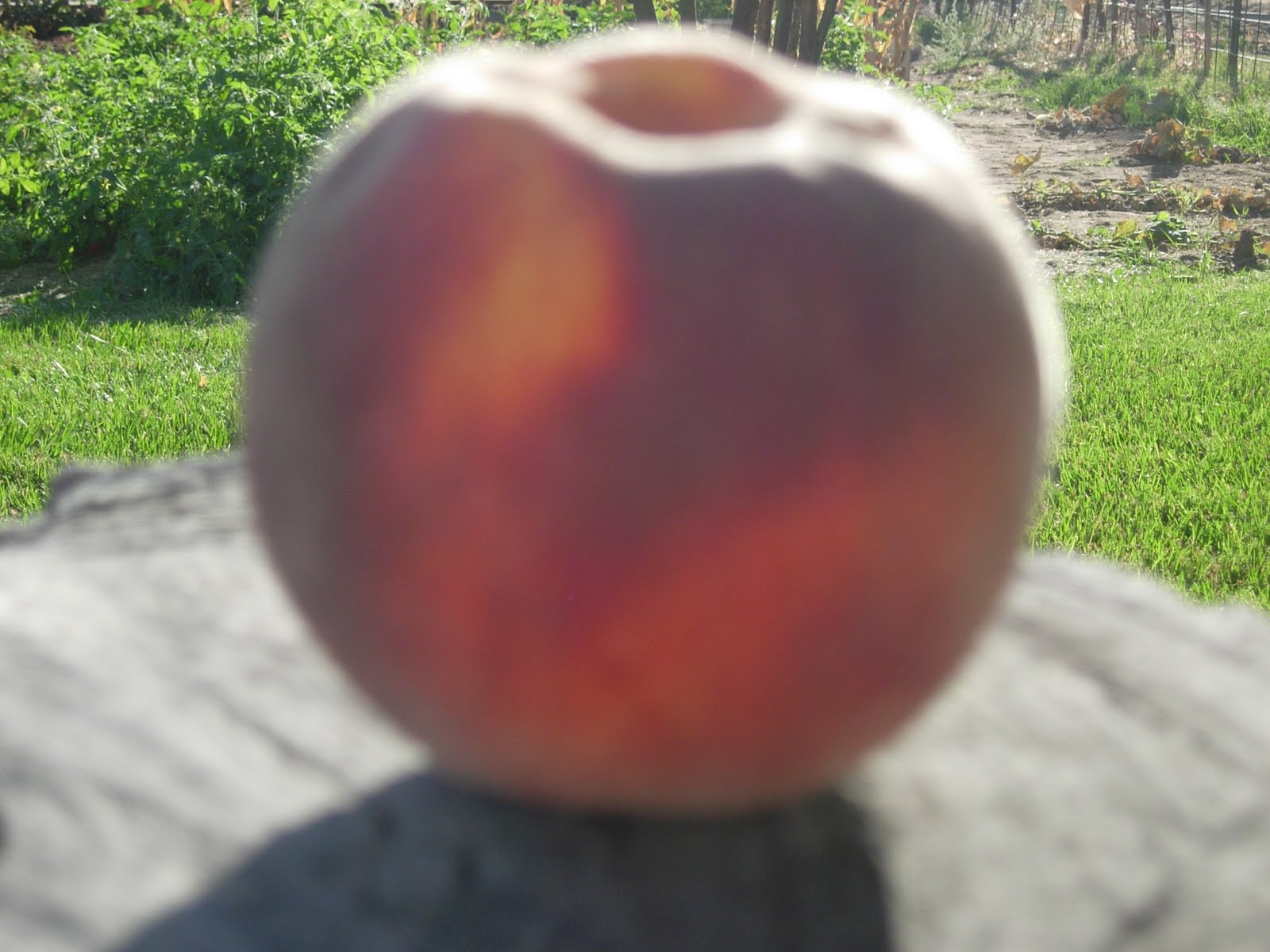 brendaNdoug and fam Really Love Your Peaches Wanna Shake Your Tree...