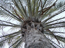 Palmtree