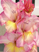 Snapdragon