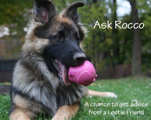 Ask Rocco