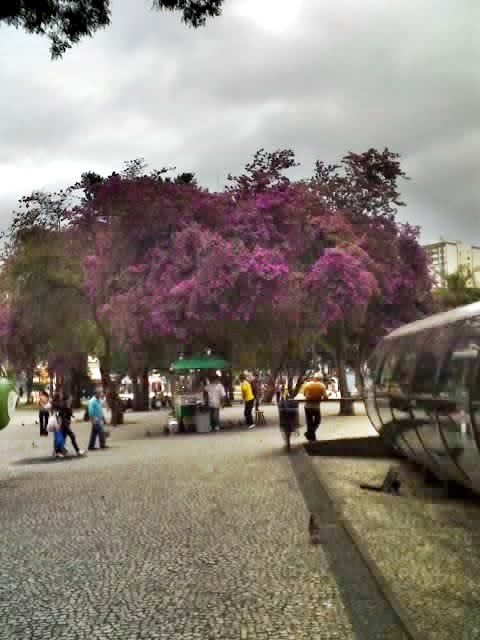 [Curitiba-+Praça+Rui+Barbosa-+flores+1-1-2009+19-37-35.jpg]