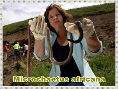 Microchaetus africana Microchaetus africana